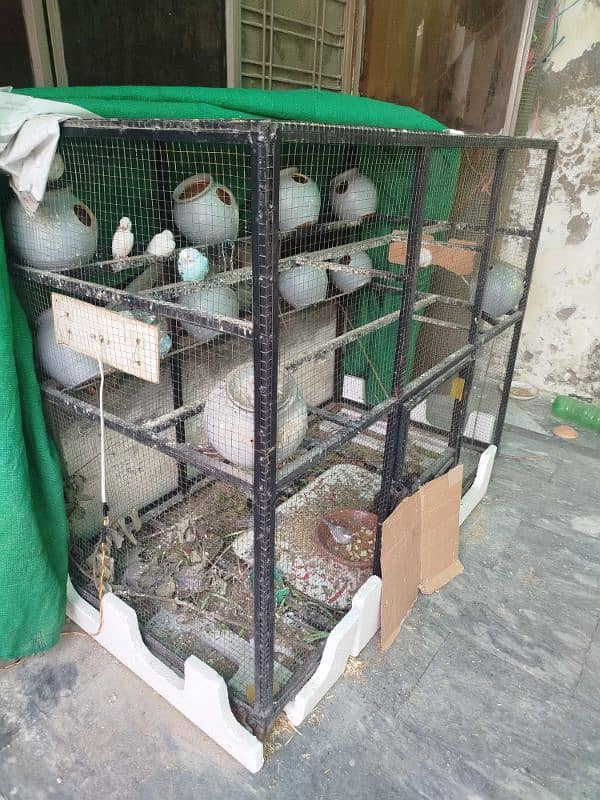 birds sale with cage 1