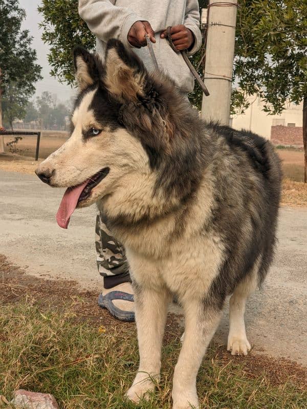 black husky with blue eyes 0