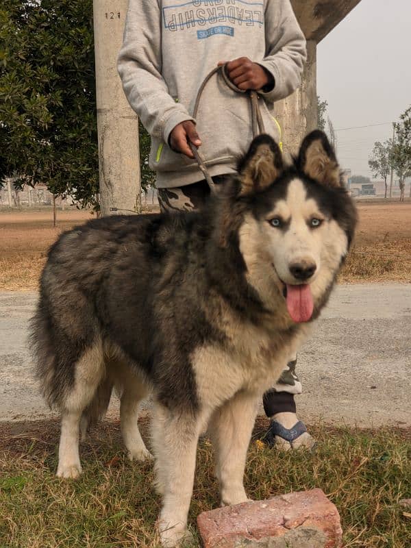 black husky with blue eyes 1