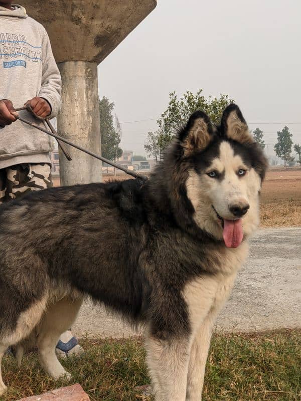 black husky with blue eyes 2