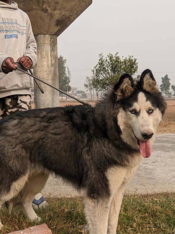 black husky with blue eyes 3