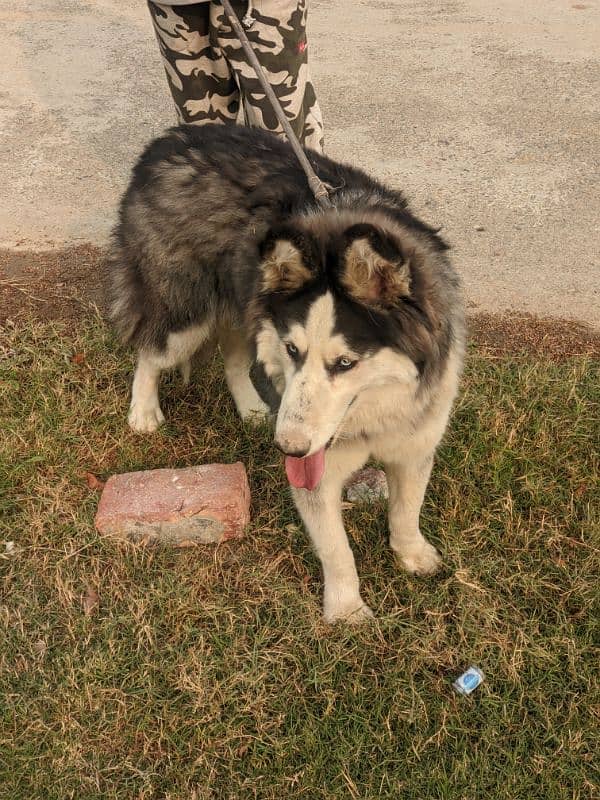 black husky with blue eyes 4