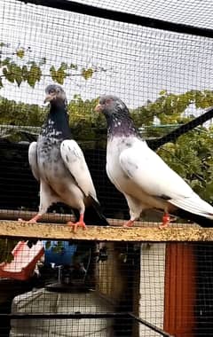 Pigeon available