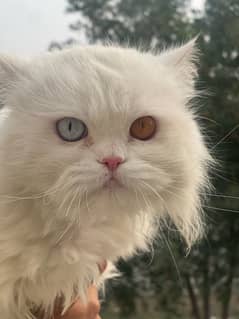 persian cat