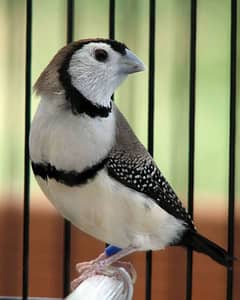 Owl Finch Male