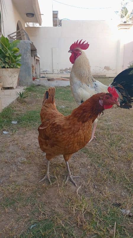 golden misri pair for sale 5