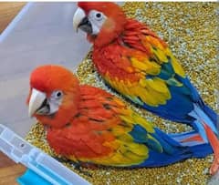 Red macaw chicks healthy active 03252232723