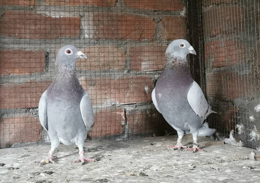 Homer breeder pair and extra male 4