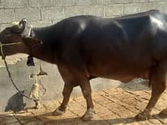 one buffalo for sale with female kid