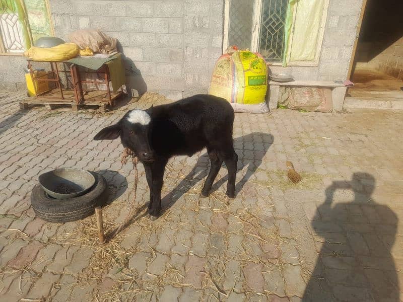 one buffalo for sale with female kid 1