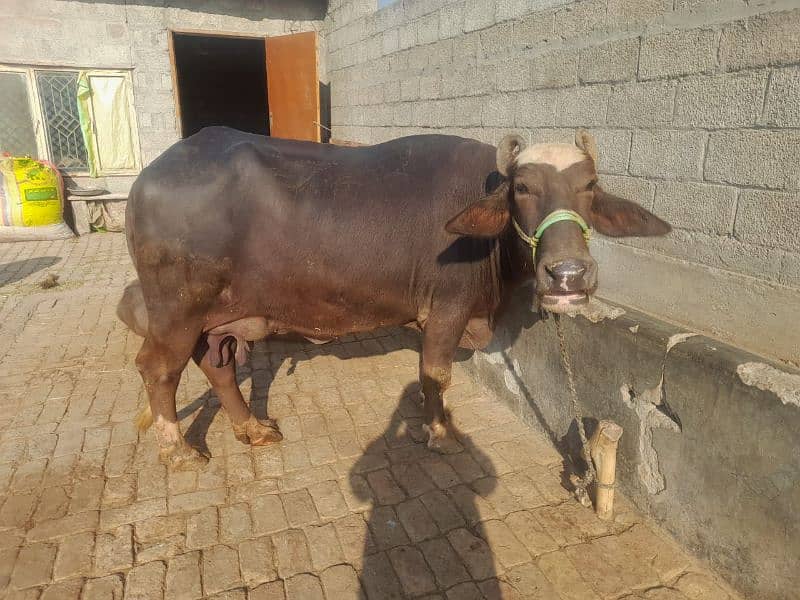 one buffalo for sale with female kid 2