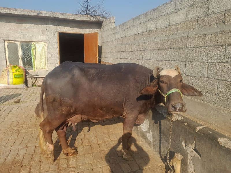 one buffalo for sale with female kid 3