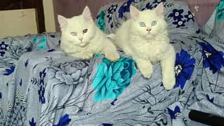 White Pair Persian Kitten