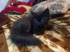 BLACK KITTEN FOR SALE