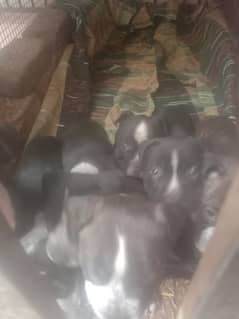 pit bull pupps avb for sale