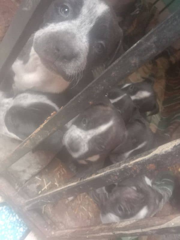 pit bull pupps avb for sale 1