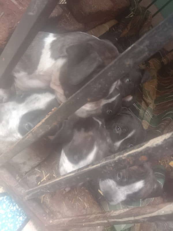 pit bull pupps avb for sale 2