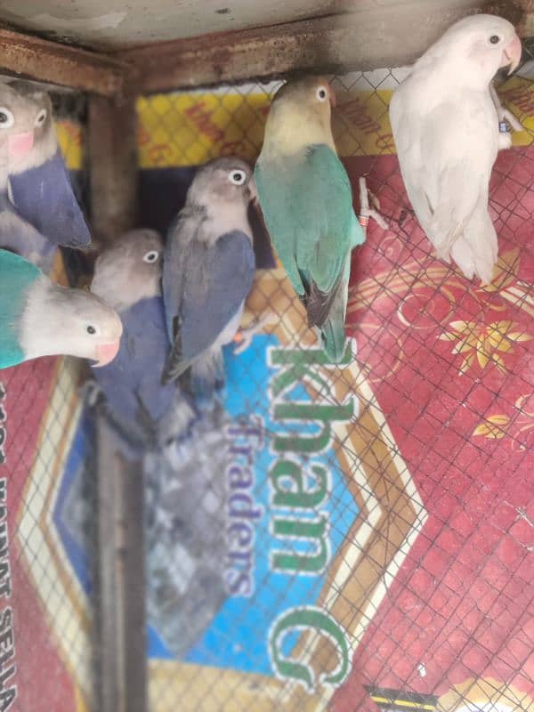 Laka pegions ha ur love birds parrots ha 11