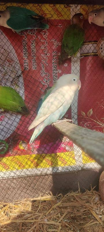 Laka pegions ha ur love birds parrots ha 12