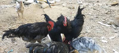 Australorp