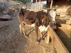 Cow For Sale