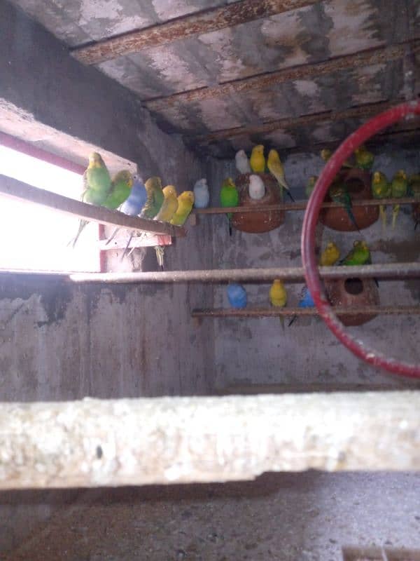 budgies male and female mix 0