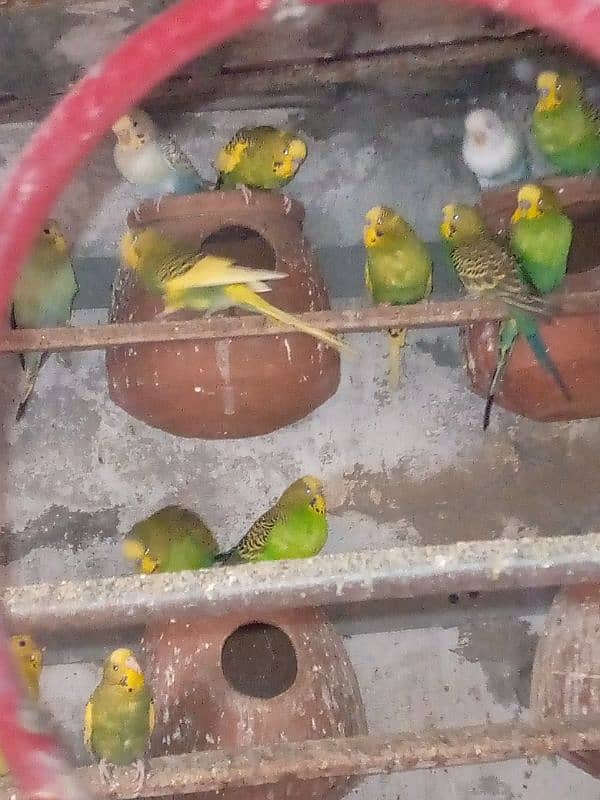 budgies male and female mix 1