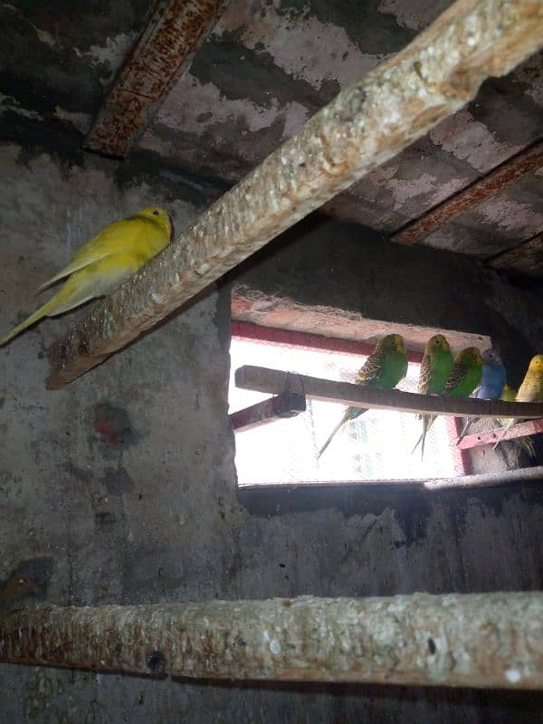 budgies male and female mix 2