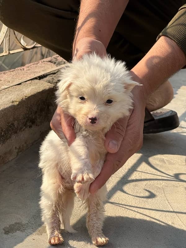 Russian (pista) pups for sale 5