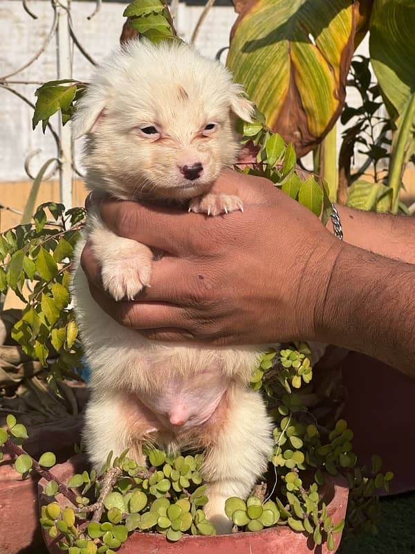 Russian (pista) pups for sale 7