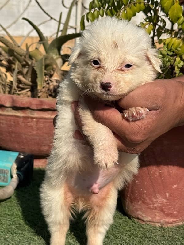 Russian (pista) pups for sale 8