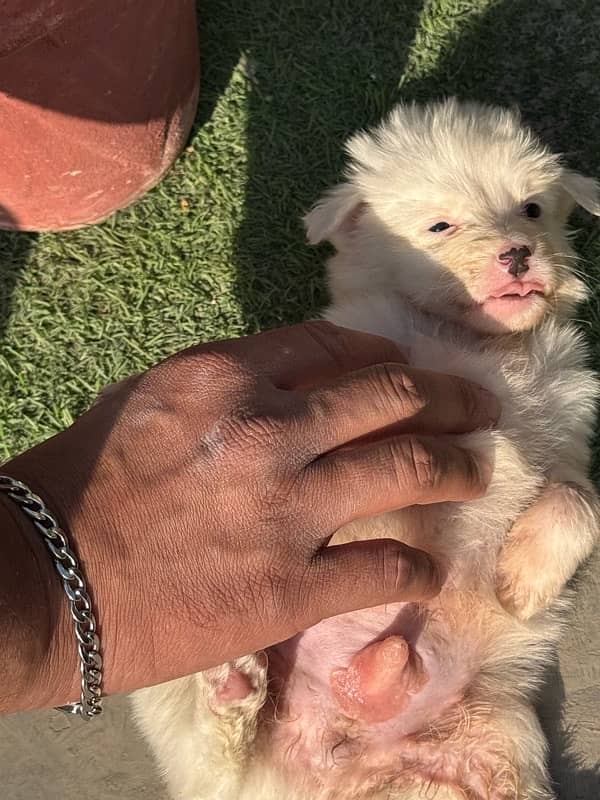 Russian (pista) pups for sale 9