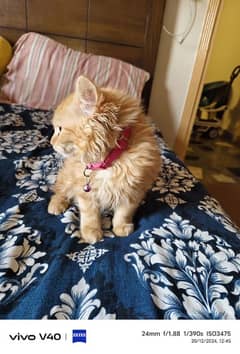 Rusty Persian kitten