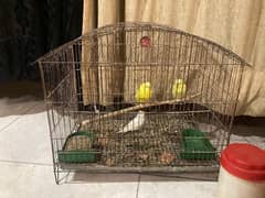 Budgie for sale with cage