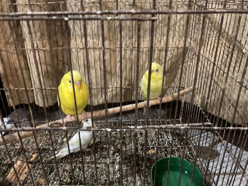 Budgie for sale with cage 1