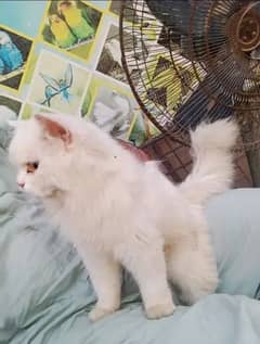 Persian cat Tripple coated female blue eyes for sale