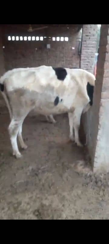 2mnth 15 din ki kanfarm gabn ha phli bar bacha danc 0