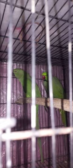 Green neck pair