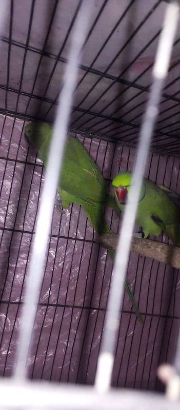 Green neck pair 4