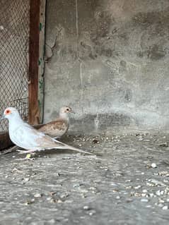 RED PIED & JAVA PATHAY AVAILABLE