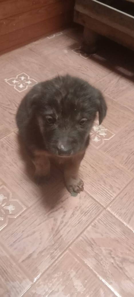 German shepherd puppy, Age: 2 months, triple coats black 0