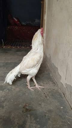 ayam cimani aseel paper white all avalibe