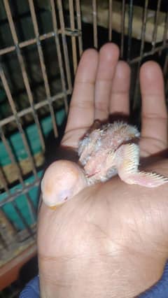 albino Red eyes pair with 1 cremino chicks