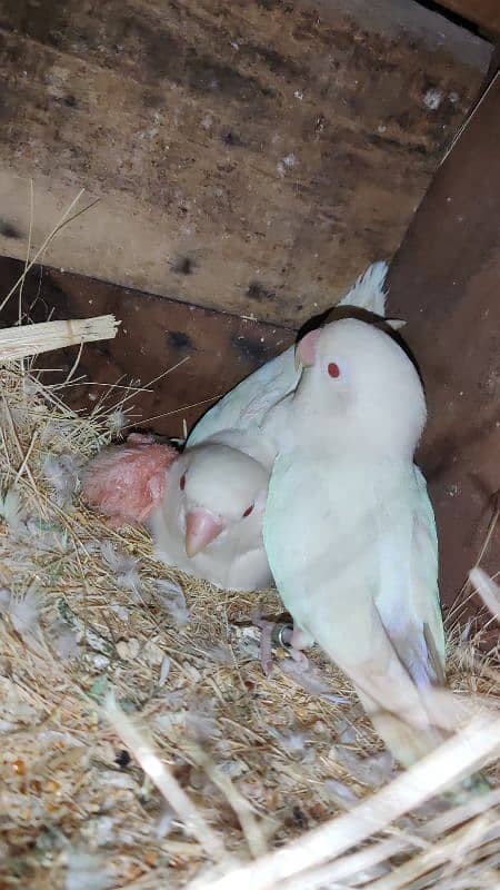 albino Red eyes pair with 1 cremino chicks 1