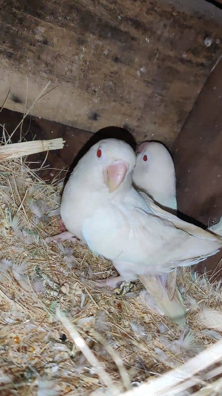 albino Red eyes pair with 1 cremino chicks 2