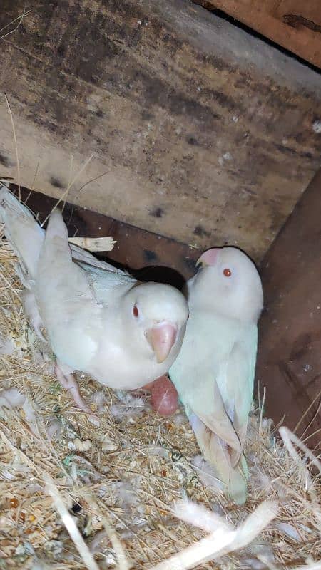 albino Red eyes pair with 1 cremino chicks 3