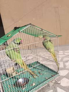 green parrot urgent sale