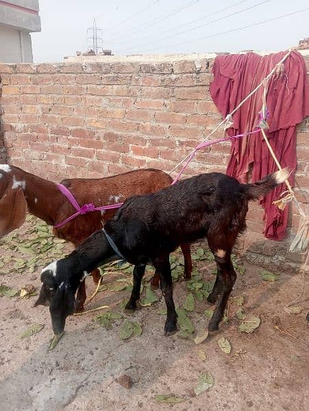 Bakara or bakri both for sale 1