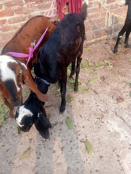 Bakara or bakri both for sale 2