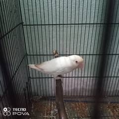 albino red eyes bredar female